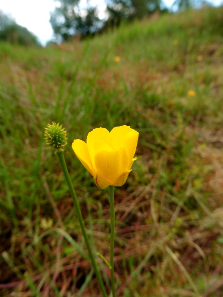 Ranunculus paludosus Poir., 1789