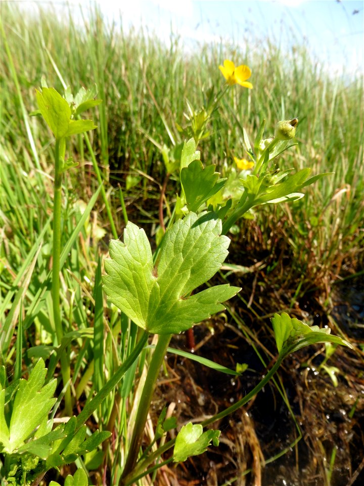 Ranunculus sardous Crantz, 1763