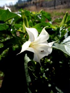 Datura stramonium L., 1753