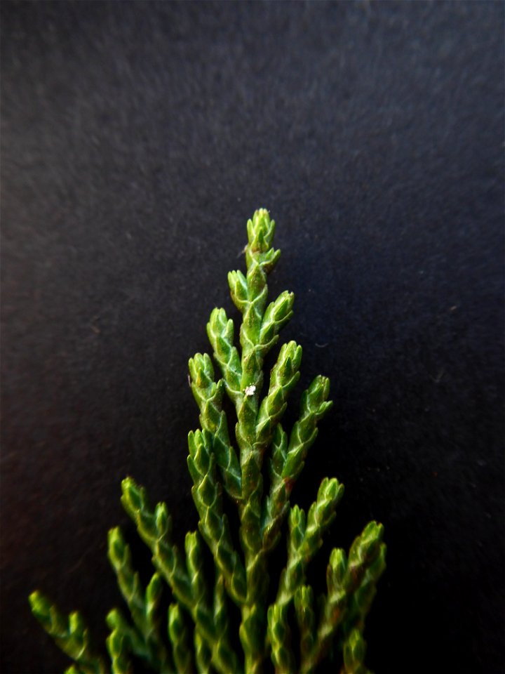 Cupressus macrocarpa Hartw., 1847
