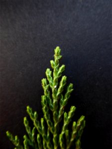 Cupressus macrocarpa Hartw., 1847 photo