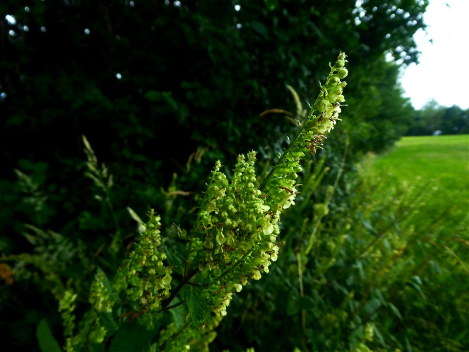 Teucrium scorodonia L., 1753