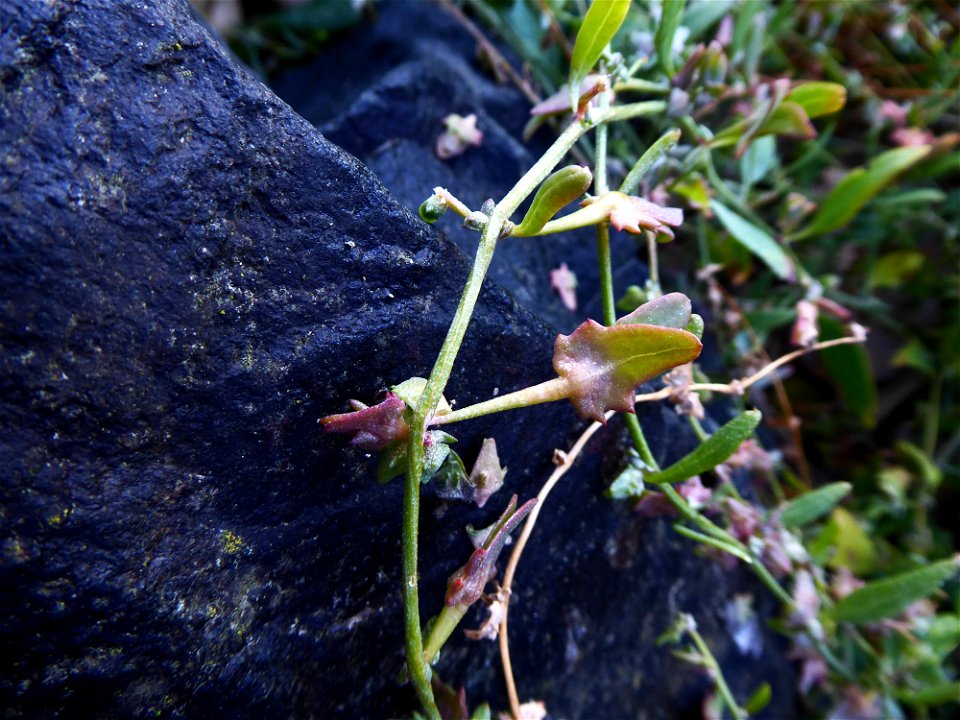 Atriplex longipes Drejer, 1838
