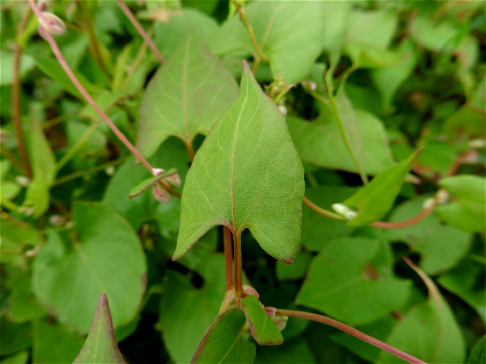 Fallopia convolvulus (L.) Á.Löve, 1970