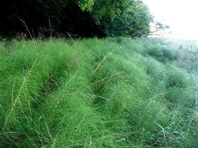 Equisetum telmateia Ehrh., 1783