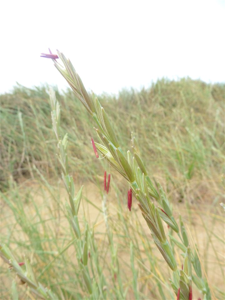Elytrigia juncea subsp. boreoatlantica (Simonet & Guin.) Hyl., 1953