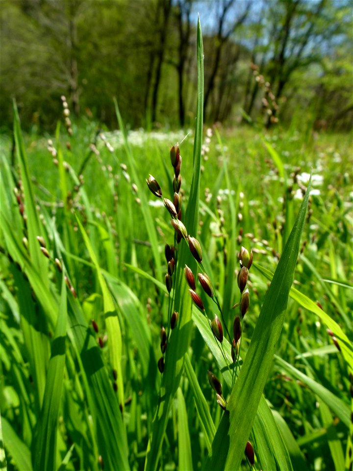 Melica uniflora Retz., 1779
