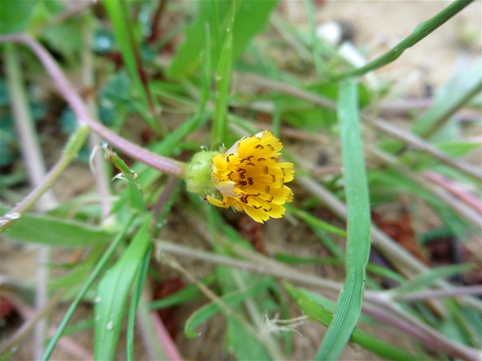 Hedypnois rhagadioloides (L.) F.W.Schmidt, 1795
