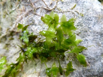 Lemna trisulca L., 1753