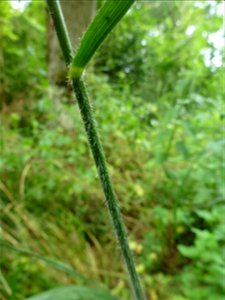 Bromopsis ramosa (Huds.) Holub, 1973