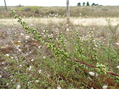 Artemisia campestris subsp. maritima (DC.) Arcang., 1882