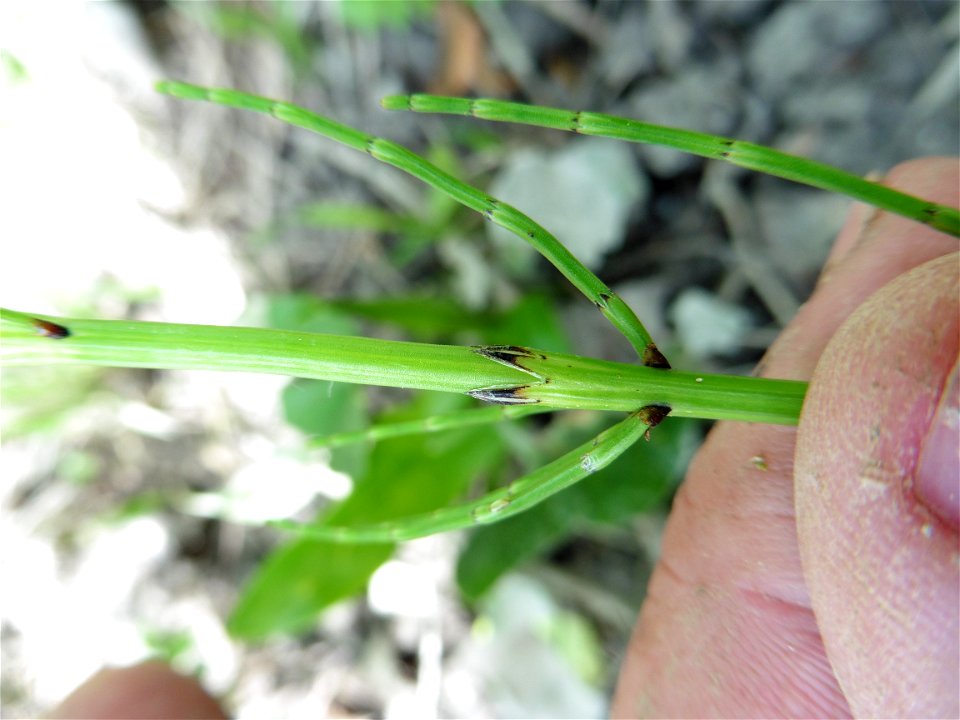 Equisetum arvense L., 1753