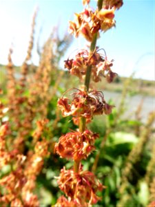 Rumex obtusifolius L., 1753