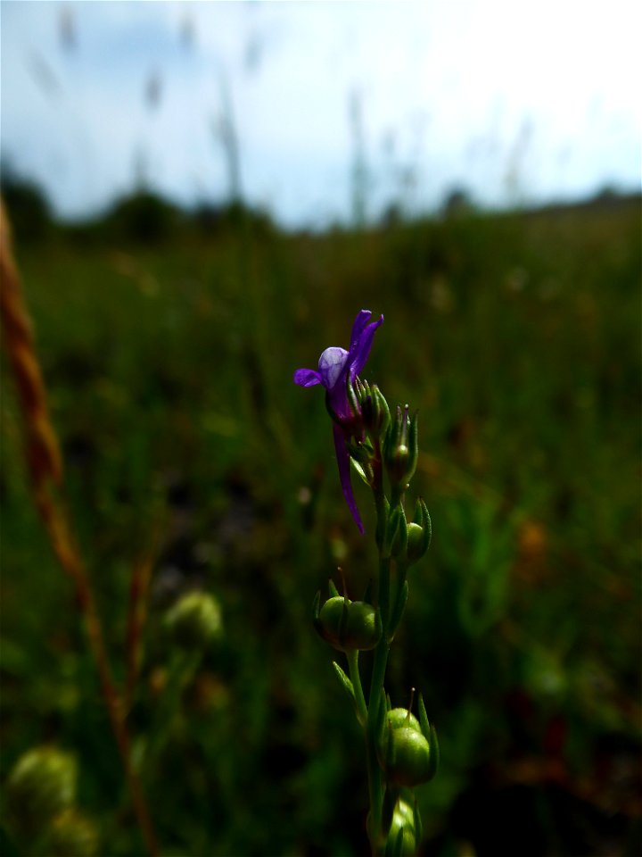 Linaria pelisseriana (L.) Mill., 1768