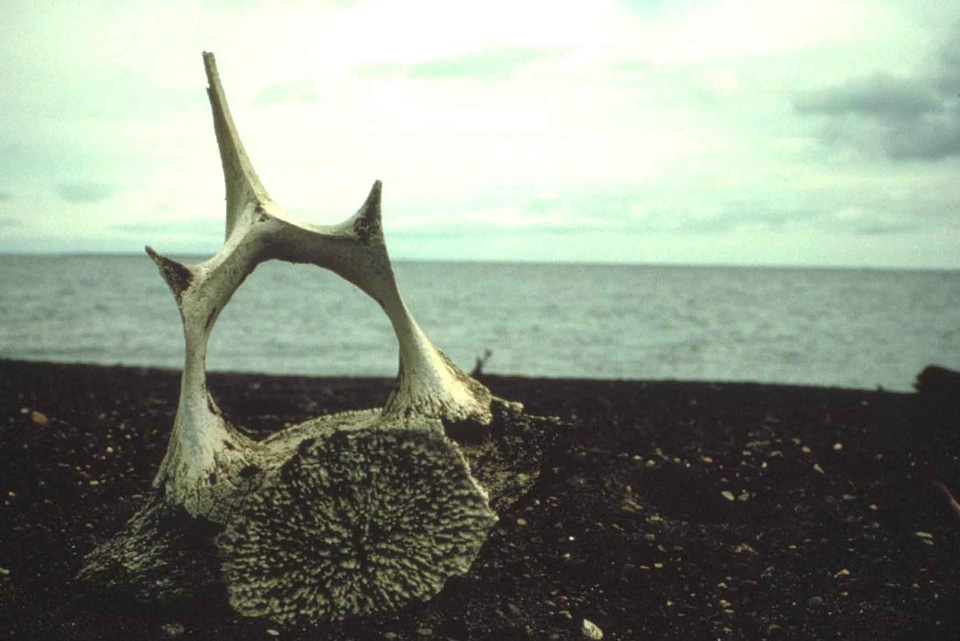 Bone phylum vertebra