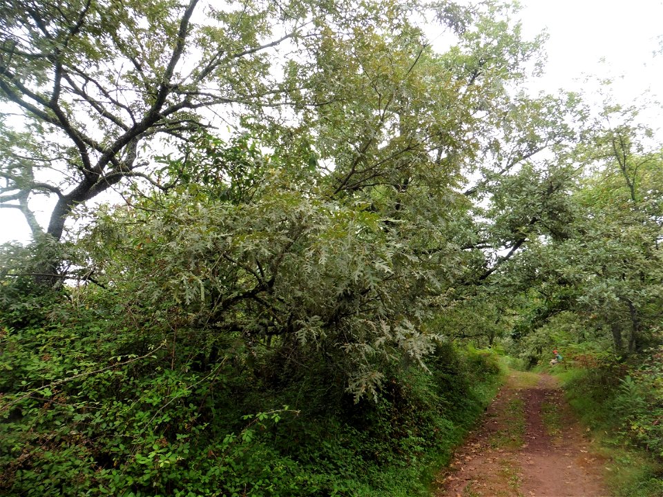 Quercus pyrenaica Willd., 1805