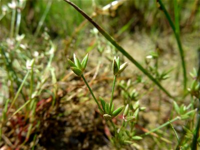 Juncus pygmaeus Rich. ex Thuill., 1799
