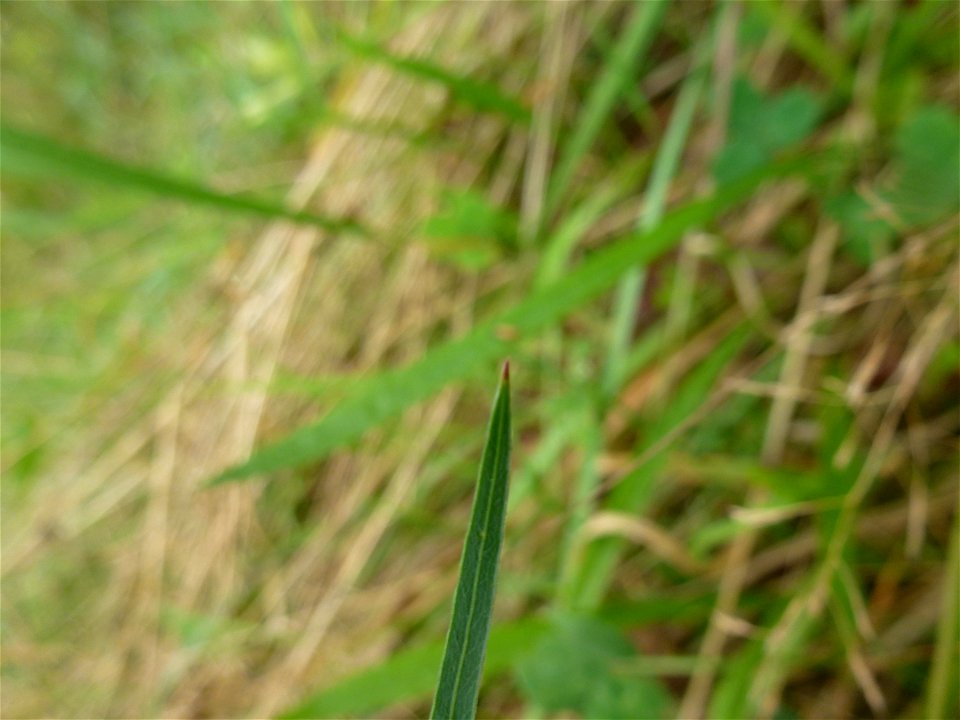 Peucedanum gallicum Latourr., 1785