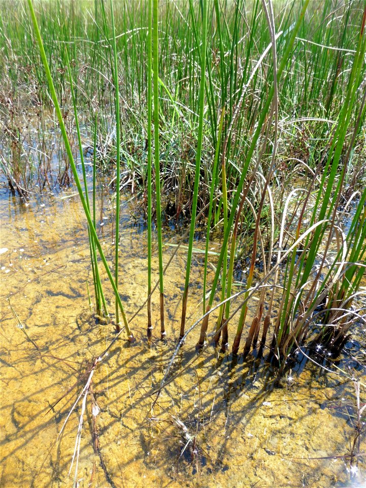 Juncus subnodulosus Schrank, 1789
