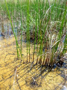 Juncus subnodulosus Schrank, 1789