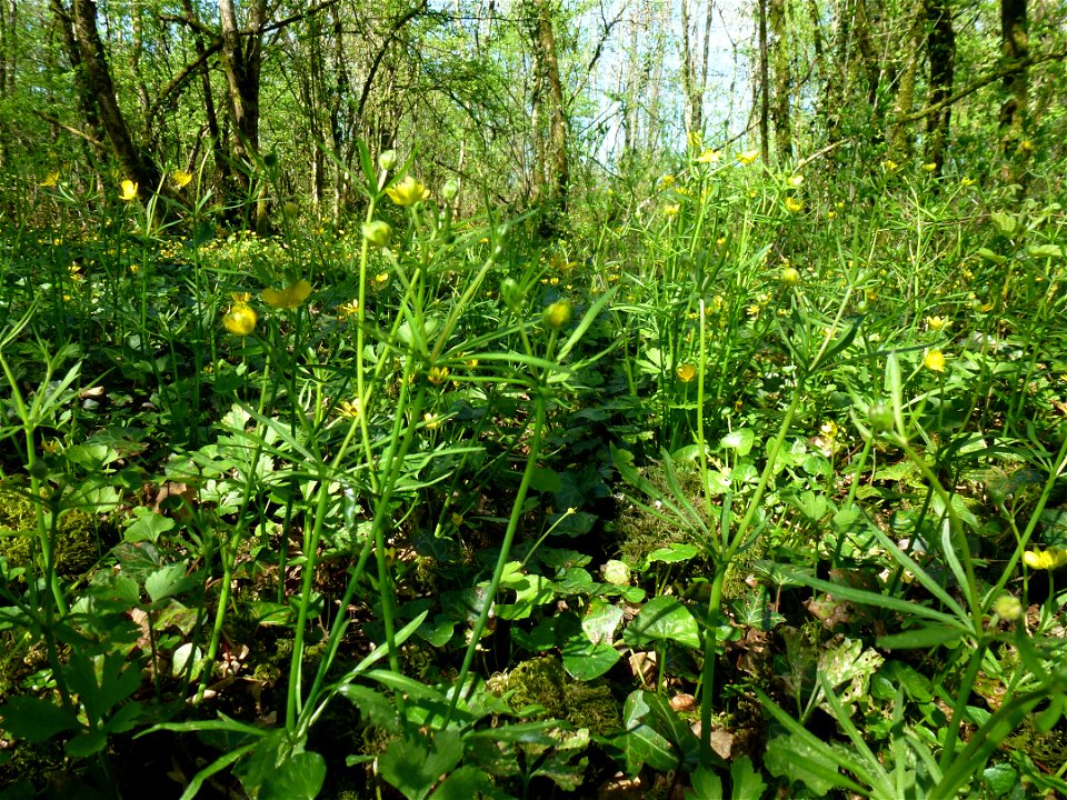 Ranunculus auricomus L., 1753