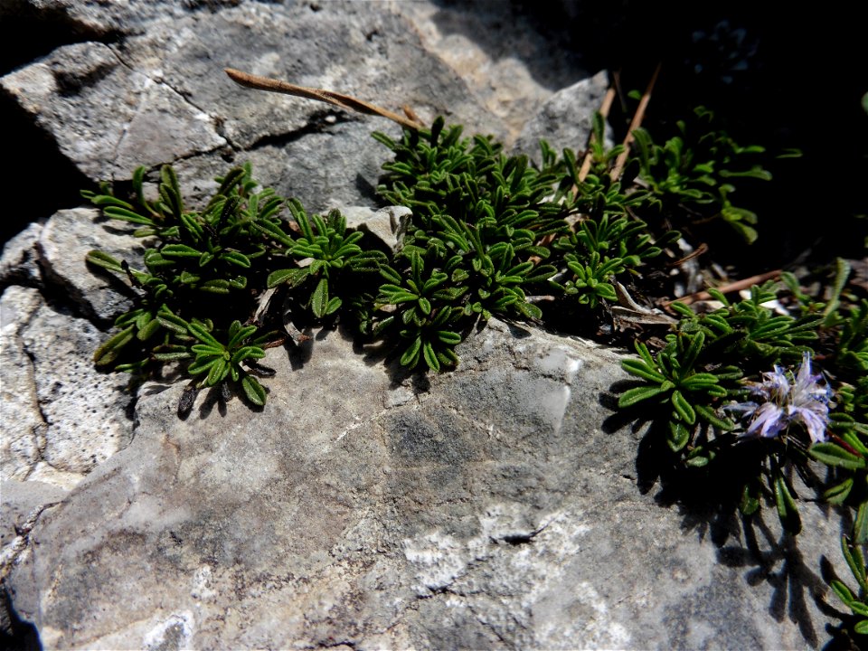 Globularia repens Lam., 1779