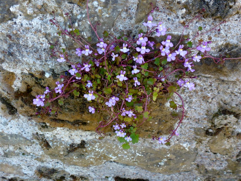 Cymbalaria muralis G.Gaertn., B.Mey. & Scherb., 1800