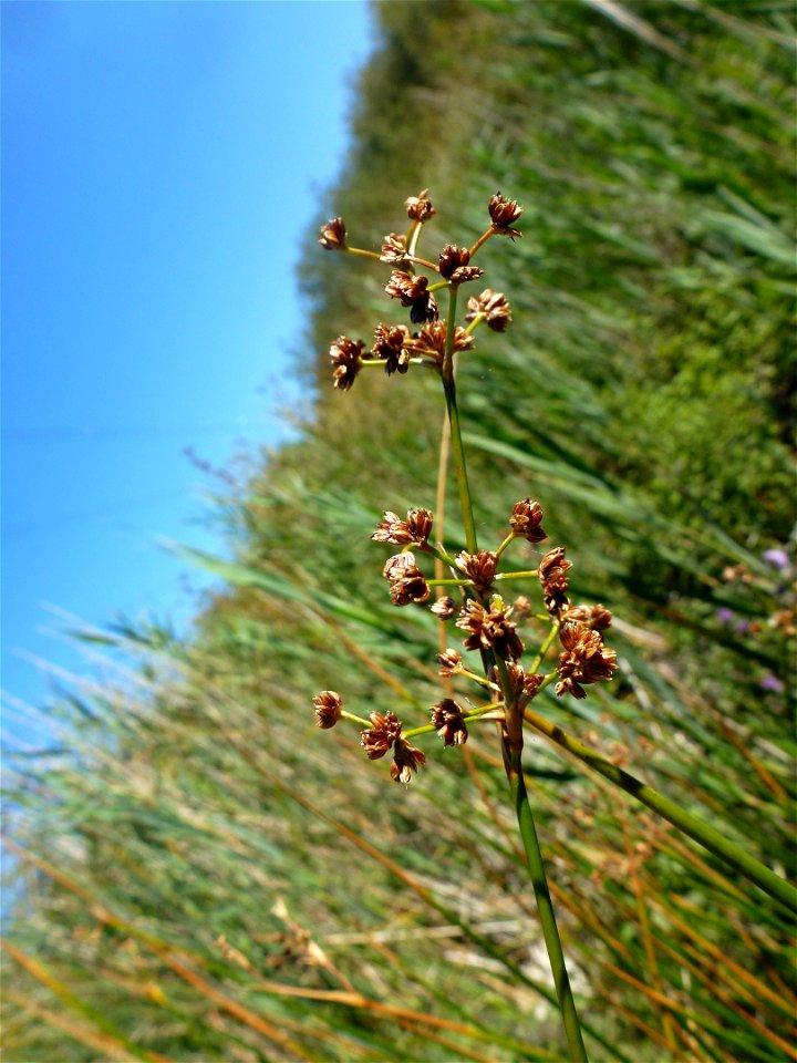 Juncus subnodulosus Schrank, 1789
