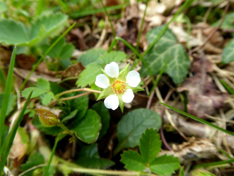 Potentilla sterilis (L.) Garcke, 1856