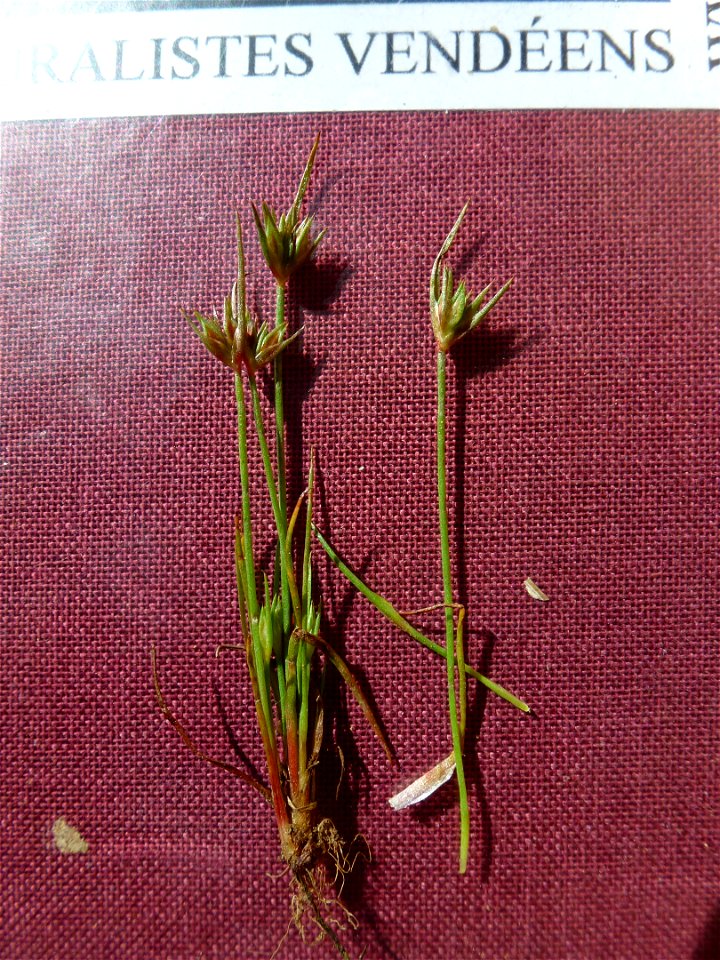 Juncus capitatus Weigel, 1772