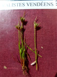 Juncus capitatus Weigel, 1772