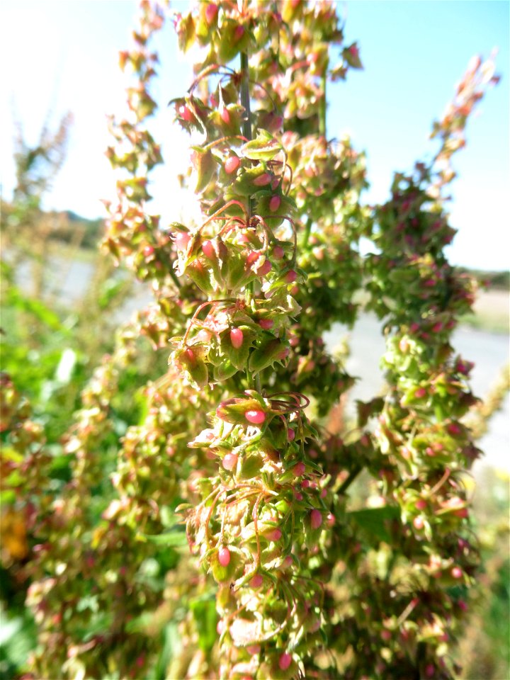 Rumex obtusifolius L., 1753