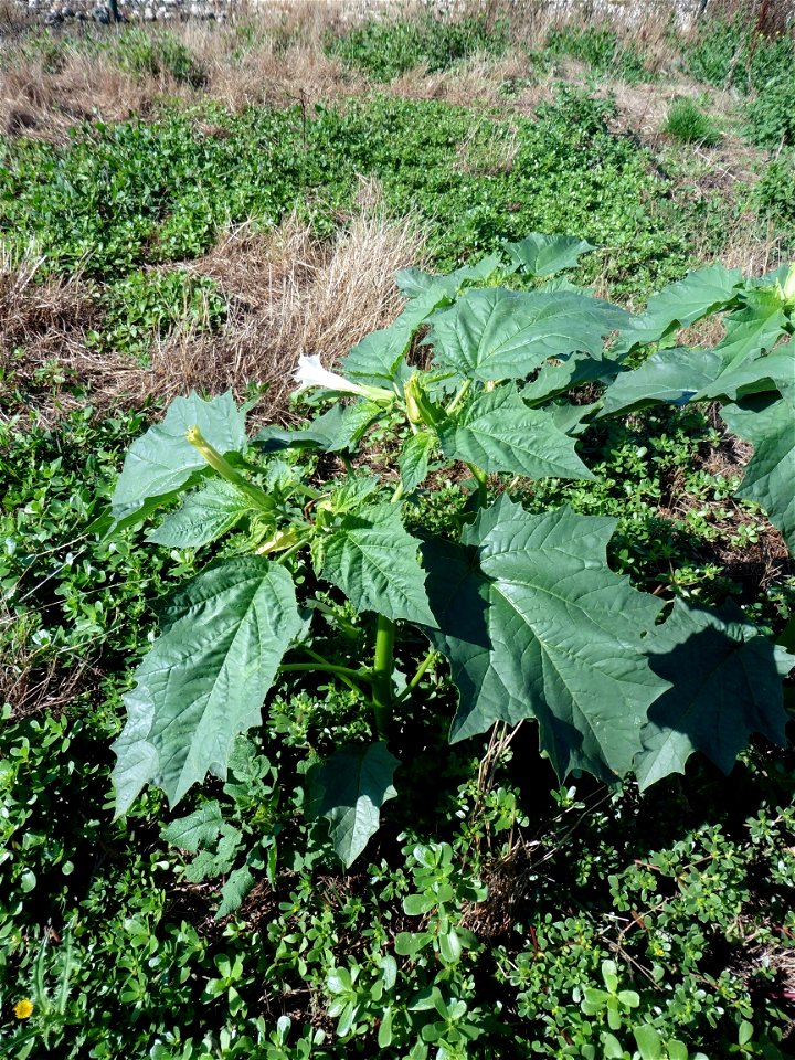 Datura stramonium L., 1753