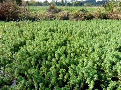 Myriophyllum aquaticum (Vell.) Verdc., 1973