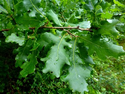 Quercus robur L., 1753