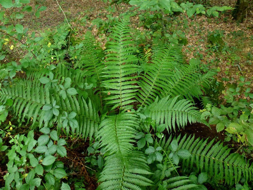 Dryopteris affinis (Lowe) Fraser-Jenk., 1979