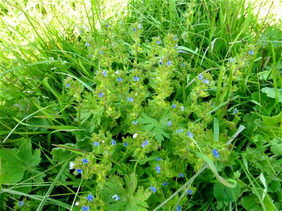 Veronica arvensis L., 1753