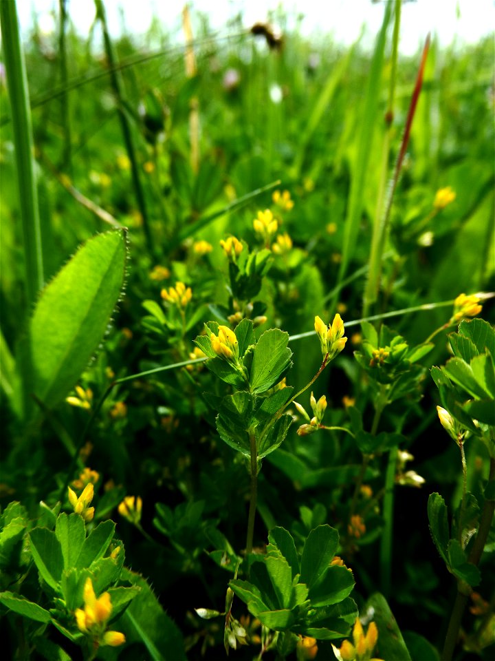 Trifolium micranthum Viv., 1824
