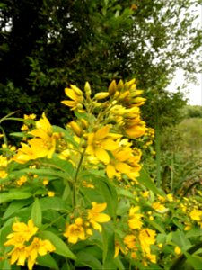 Lysimachia vulgaris L., 1753