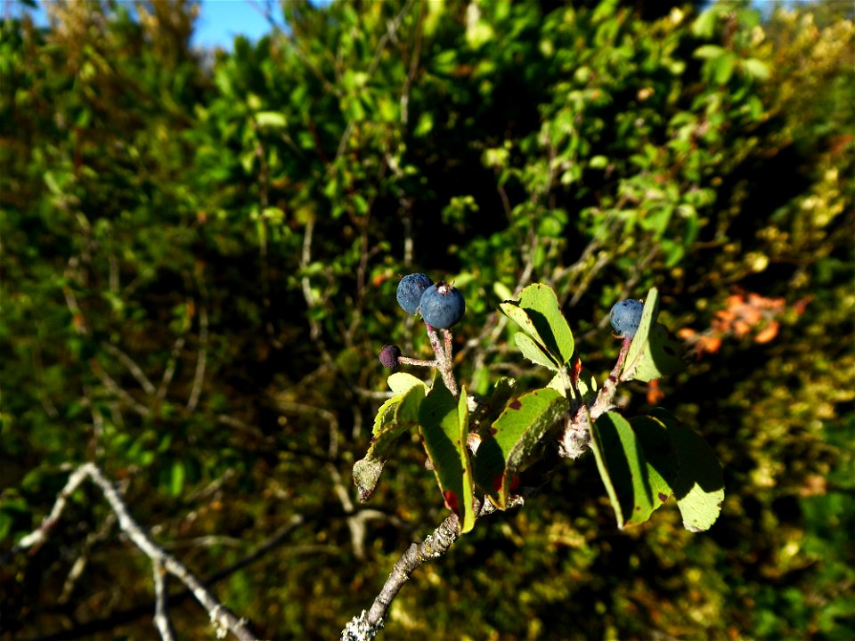 Amelanchier ovalis Medik., 1793