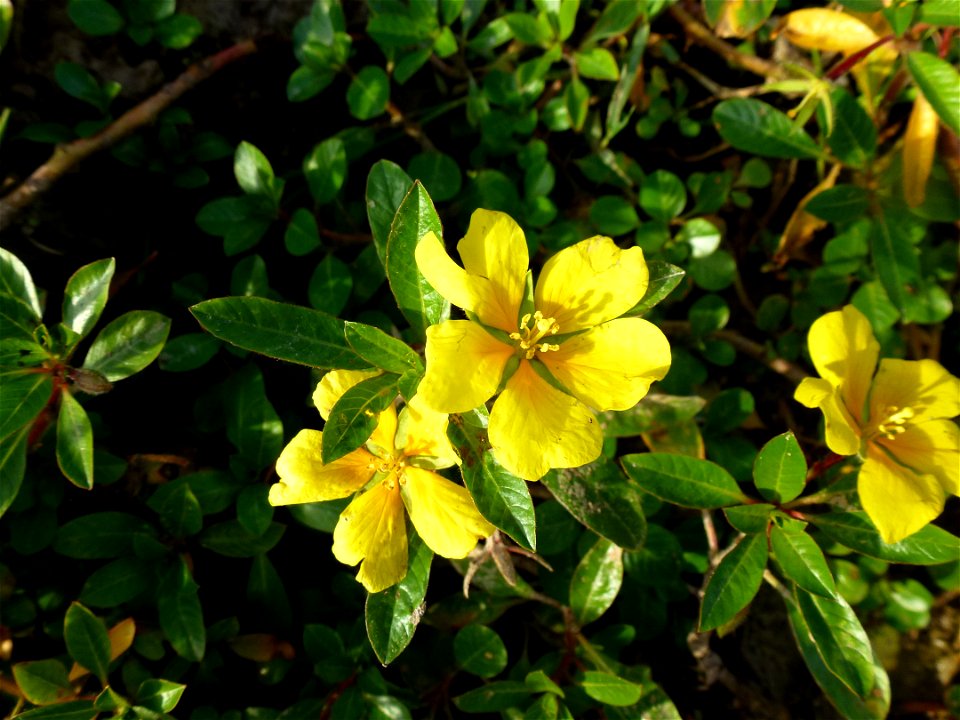 Ludwigia peploides (Kunth) P.H.Raven, 1964