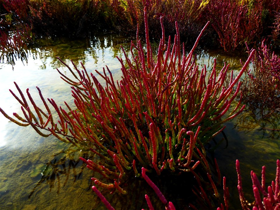 Salicornia emericii Duval-Jouve, 1868