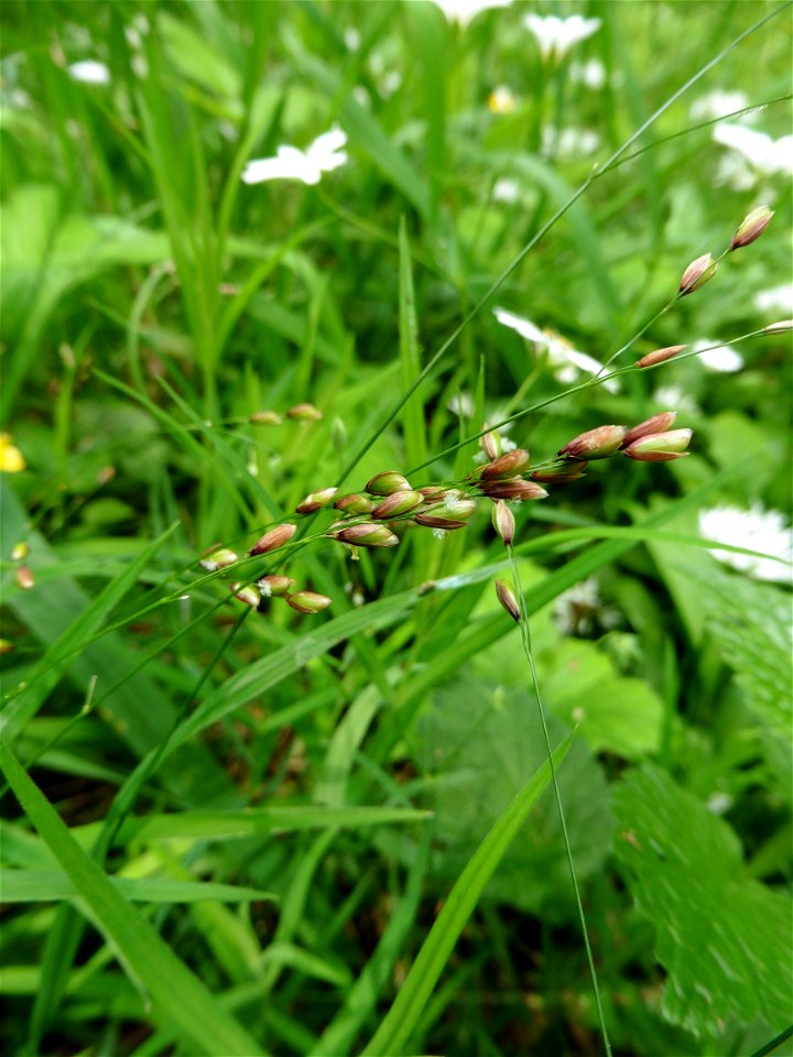 Melica uniflora Retz., 1779