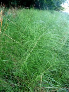 Equisetum telmateia Ehrh., 1783