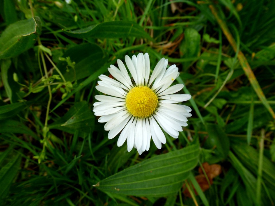 Bellis perennis L., 1753