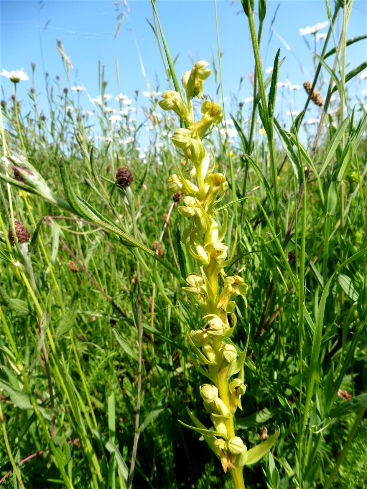 Coeloglossum viride (L.) Hartm., 1820