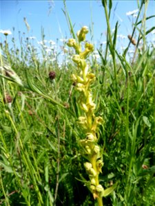 Coeloglossum viride (L.) Hartm., 1820