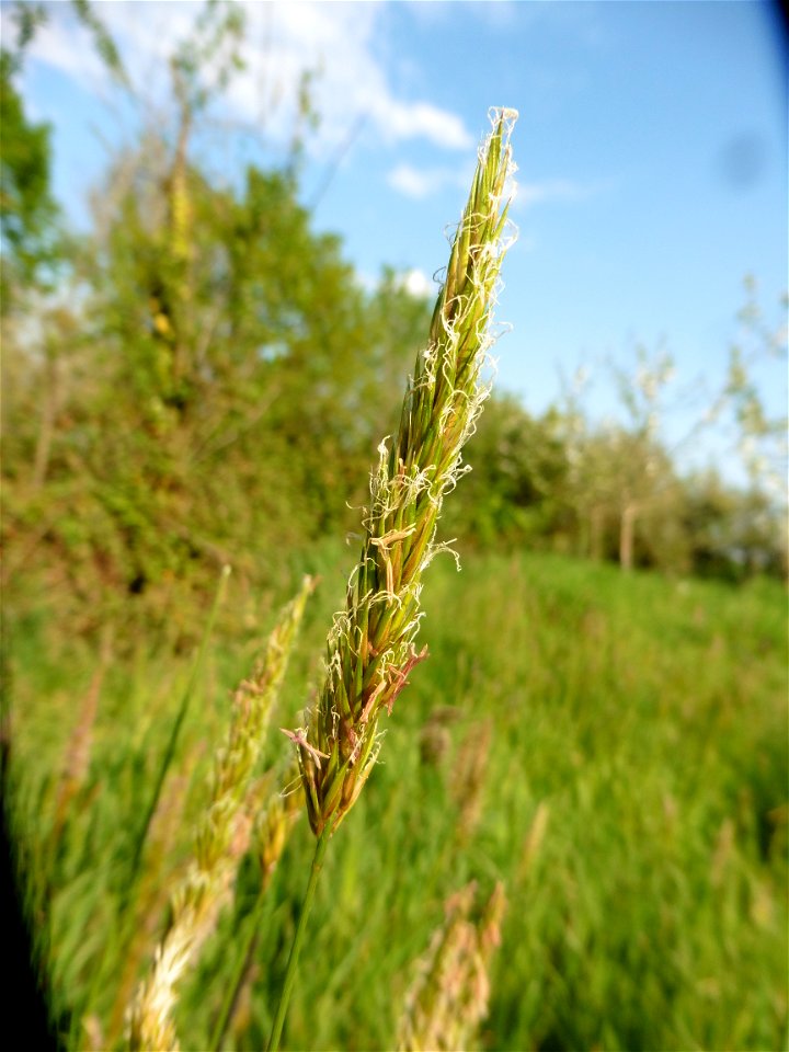 Anthoxanthum odoratum L., 1753