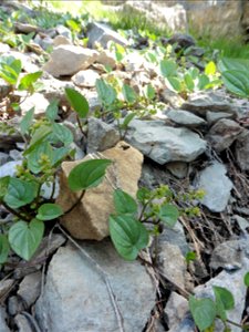 Dioscorea pyrenaica Bubani & Bordère ex Gren., 1866