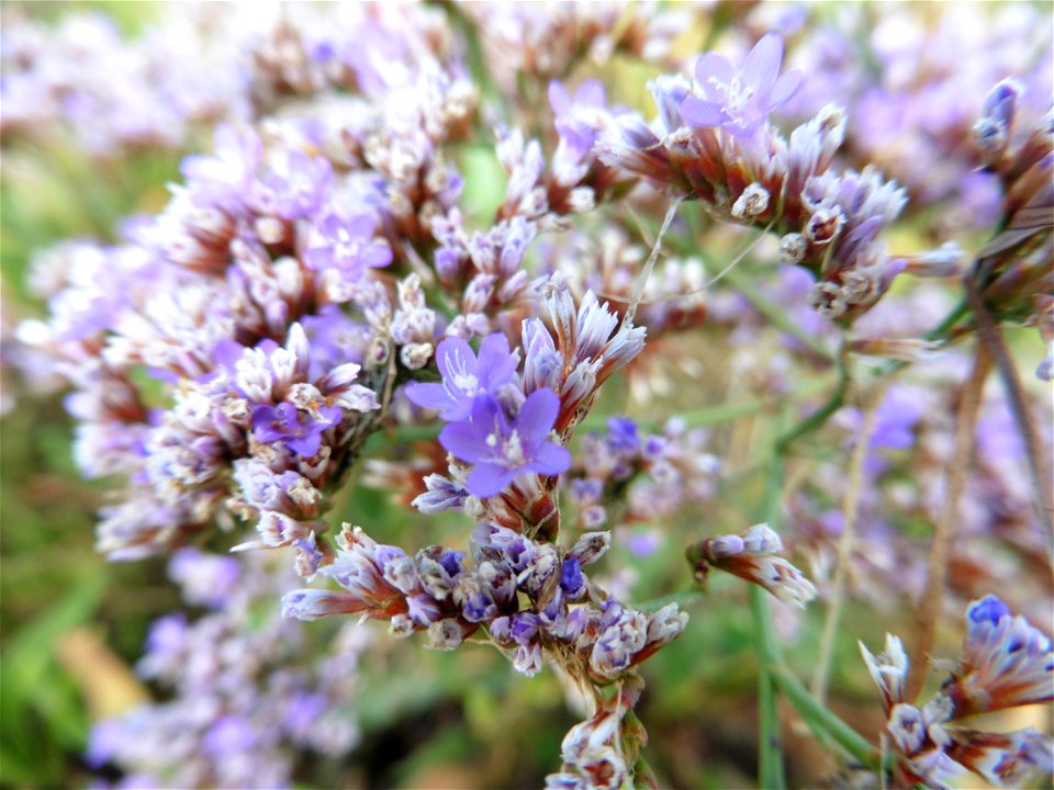 Limonium vulgare Mill., 1768